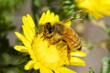 BeeYellowFlower 060.jpg