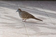 bird-ype-1.jpg