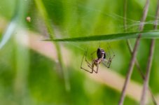 20140825-Spider.jpg