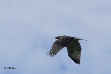 hawk1a 8-26-14.jpg