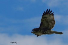 hawk2a 8-26-14.jpg