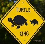 turtle resized.jpg