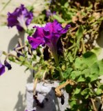 ESC_0843.jpg