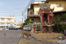 dog-stealing-1.jpg
