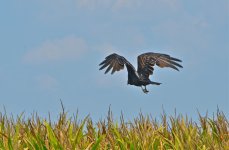 DSC_5585.jpg