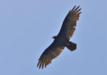 DSC_5593.jpg