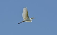 DSC_5702.jpg