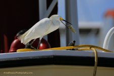 _DSC5787.jpg