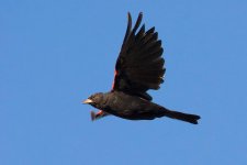 Birdset 063.jpg