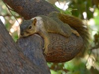 Squirrel.jpg