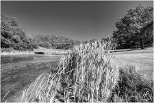 DSC_3535a.jpg