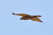 DSC_5824.JPG