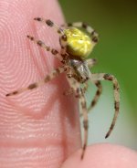 Spider 6.jpg