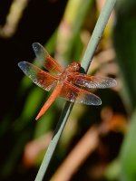 Dragonfly.jpg