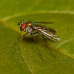 Fly3.jpg