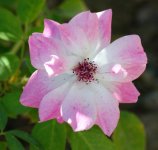 DSC_6194.jpg