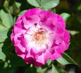 DSC_6197.jpg