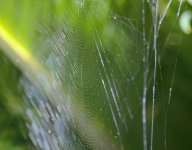 DSC_6201.jpg