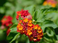 DSC_6204.jpg