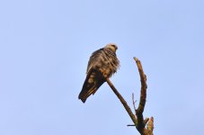 DSC_5907.jpg