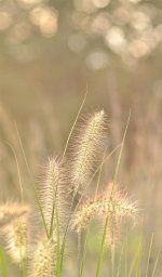 DSC_5932.jpg