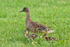 DSC_5937.jpg