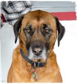 Morgan's pooch 2.jpg