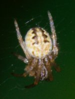 ESC_0972.jpg
