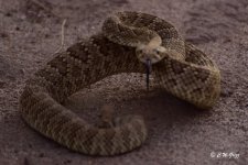 mojave rs3 8-29-14a.jpg
