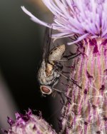 Fly-1.jpg