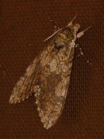 Moth3.jpg