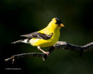 DSC_1533_12061-2.jpg