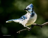 DSC_1580_12095-2.jpg