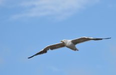 DSC_0242.jpg
