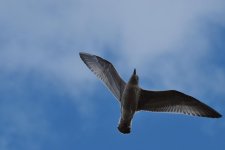 DSC_0246.jpg