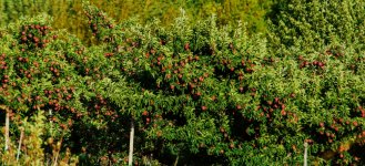 710_2852 (1000x456).jpg