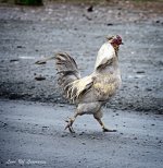 Proud Cock LOL.jpg Proud Cock LOL.jpg