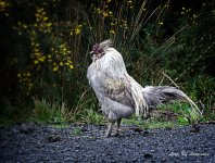 White Cockerel LOL.jpg White Cockerel LOL.jpg