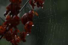 DSC_5956.jpg
