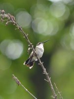 DSC_5982.jpg