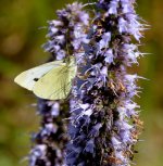 DSC_1127.jpg