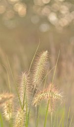 DSC_5932.jpg