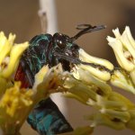 Wasp2.jpg