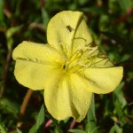 YellowFlower.jpg