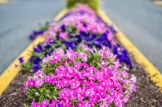 Flowers_011a-1_nik.jpg