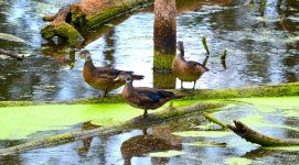 DSC_1198.jpg