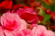 dragonfly-morning-sun-1.jpg