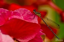 dragonfly1-1.jpg