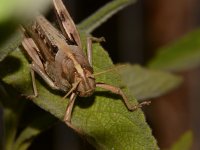Hopper.jpg
