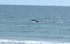 whale.jpg